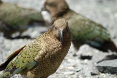 Kea (18 von 19).jpg